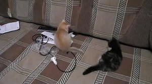 DSCN1277 – смотреть видео онлайн в Моем Мире | Иван Дмитриев