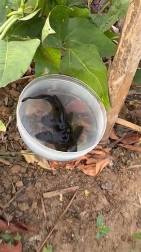 Wait for the Cutest Fish at the End 😳 #fishvideo #funny #aquaticpets