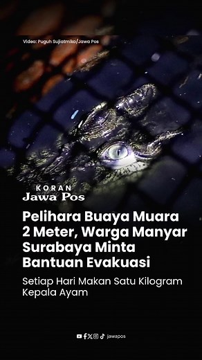 Dulu dianggap lucu dan imut saat ditemukan di Kali Jagir Surabaya, tapi sekarang buaya muara bernama Coki yang dipelihara Zainudin, warga Manyar itu sudah tumbuh hingga 2 meter panjangnya. Selama enam tahun hidup bersama, Coki berada di kolam di dalam rumahnya dan diberi terali besi. Namun, kini dia khawatir soal keselamatan keluarga dan memutuskan minta bantuan evakuasi pada petugas DPKP Surabaya. Petugas damkar pun sudah datang pada Senin (9/6), tapi evakuasi ditunda karena BBKSDA masih siapka