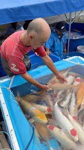 38K views · 747 reactions | Can’t wait to go back to Japan ‍ #koi #koifish #koibreeder #ornamentalfish #fish #japan #colorfulfish #nishikigoi | Yvo - The Koi Partner | Facebook