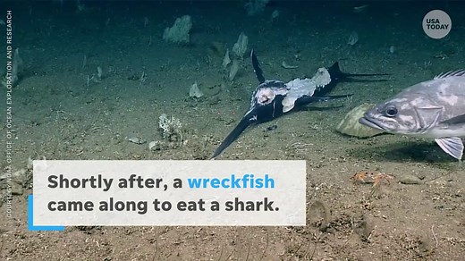 Wreckfish swallows a shark during a feeding frenzy in South Carolina