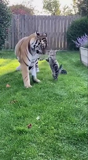 MOM'S LOVE WINS! Tiger Attacked The Kittens, But Couldn't Break Her Heart. (EMOTIONAL TWIST) 😭🐾