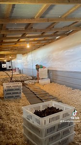 We are putting 10,000 day old baby quail chicks in the barn. There’s 5,000 in each section here’s how we do it. #ReTokforNature #fypシviralシ2024 #quailladybrittany #babychicks #poultry #hatching #eggs #bobwhite | Quail Lady Brittany Freedom Flyers