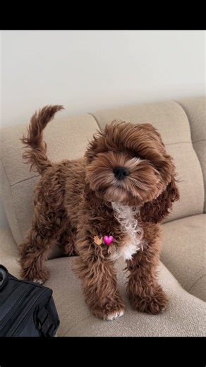 #bisou #cockapoo #cockapoo5months #cockapooclub #doggies #fyp