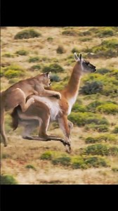 Incredible Puma Ambush! #WildLife#wildlife #animals #shorts