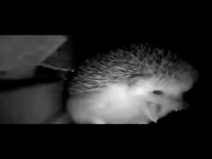 Sneezing Hedgehog Explosion Meme [BETTER QUALITY]