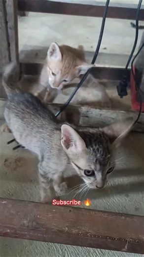 Tiny Explorer 🐾👀|Cute Cats
