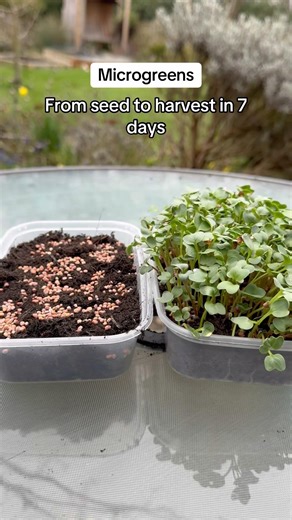Growing microgreens is this easy 🌱