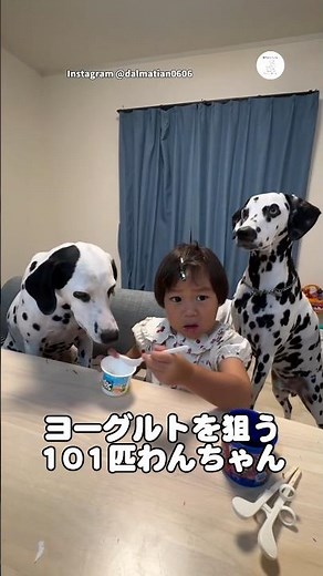 ヨーグルトを狙うダルメシアン。子どもの周りが101匹わんちゃん状態に #ダルメシアン #101匹わんちゃん #犬 #いぬ #かわいい犬