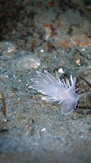 1.4K views · 278 reactions | Check out this stunning clip of a...