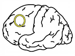 Neurologic Exam Cranial Nerves Anatomy : Major Oculomotor Gaze Systems
