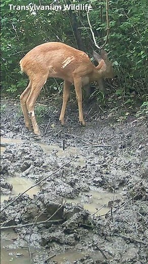 Transylvanian Wildlife