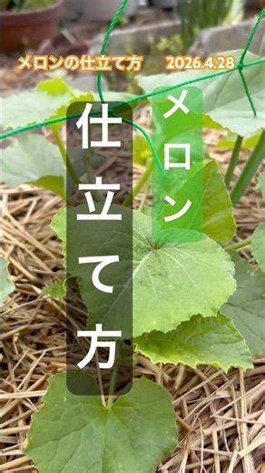 [How to cultivate a melon (initial stage)] #melon cultivation
