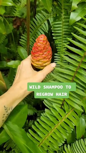 Apui Ginger: The Ultimate Natural Hair Regrowth and Medicinal Plant