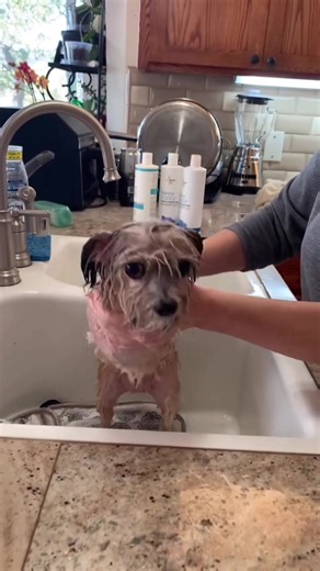 Noel got a shampoo and condition to get ready for the holiday. She is not a fan of baths. #littledog #dogbath #dog #shorkie #leggeddog