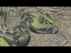Ethiopian mountain adder (IZoo, Shizuoka, Japan) March 17, 2018