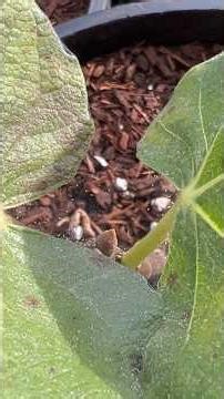 What do fig bud mites look like?