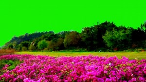 Flowers Video, Green Screen Effects Background, Flowers Effect Green Screen. Free Stock Video