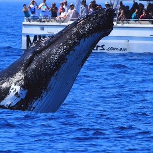 7.6K views · 87 reactions | Closest whale Encounters | WoW Videos | WoW Videos | Facebook