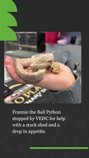 VEHC - Frannie the Ball Python