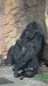 遊び疲れてトトのそばで気だるそうにするスモモ💕 【上野動物園】 ゴリラ