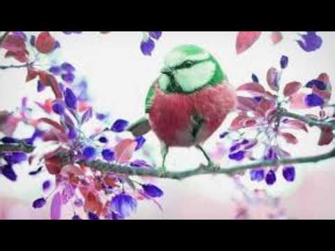 Amazing Backyard Birds in Slow Motion | Relaxing Nature Video