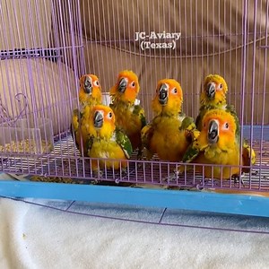 2.4K views · 301 reactions | Baby Sun Conures excited for their next meal 殺 These cuties have been on the couch watching TV  • • • • For more information please see our website or call us 512-956-0937 ❤️ (www.Jcaviary.com)  #babysunconures #sunconures #conures #conuresofinstagram #babyparrots #conureparrot #sunconure #spoiledbirds #watchingcartoons #conuresonly #conurelove #sunconuresofig #cuteconure #conurelife | JC Aviary | Facebook