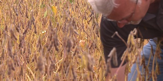 Tariffs leave North Dakota’s top crop without its biggest buyer