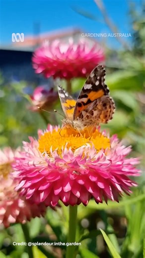 A gorgeous Australian Painted Lady found in Rockingham, Western Australia! 🦋 Seen any in your patch? #ABCMyGarden #GardeningAustralia | Gardening Australia