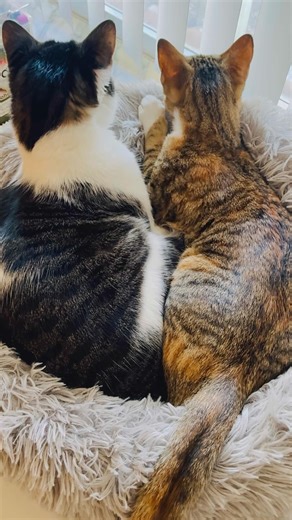 Snuggle Bugs #kingqueen #catshorts