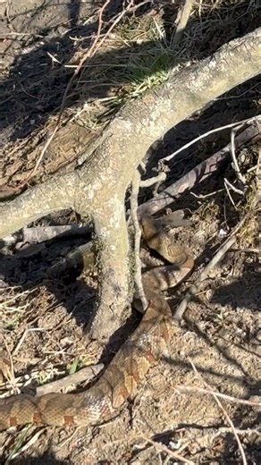 Snake eating a minnow?!?! 🐍