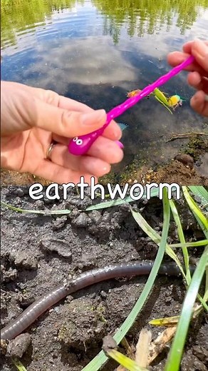 Learn at the Pond | Bug Insect Names for Kids: Jewel Beetle Slug Earthworm Stink Bug Rhino Beetle