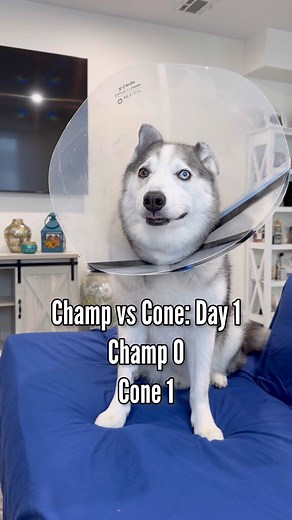 49K views · 2.9K reactions | It’s going to be a long 3 weeks. #dog #husky Champ pupdate: champs procedure went well! He has 2 stitches and they don’t seem to bother him much. Right now we are just trying to figure out how to navigate life with a cone. Champ is having a lot of difficulty with it. Hopefully he’ll figure it out in a few days. We will have the results of his test next week. | The Half Husky Bros | Facebook