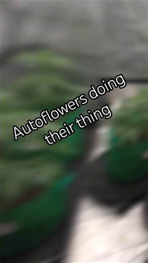 Tentside Moments — Day 26: Autoflower Progress Update