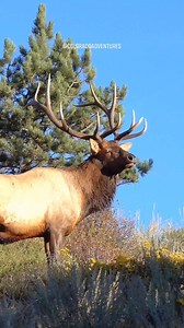 42K views · 952 reactions | Bull elk bugling in Estes Park Colorado. #bullelk #elk #elkbugle #Colorado #estesparkcolorado #estespark #coloradoadventures #elkrut | Colorado Adventures | Facebook