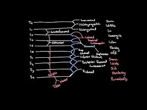 Lumbosacral Plexus Drawing and Spinal Segments