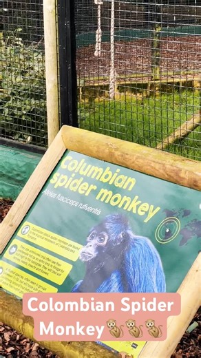 WORLD'S BEST ACROBATS! 🐒 | Colombian Spider Monkeys at Drayton Manor