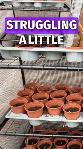 No Heater Needed: Mini Greenhouse Hack #shorts