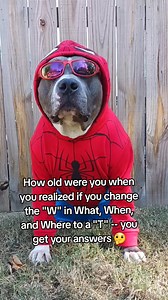7.5K views · 157 reactions | Silly Sprocket #dogreels #SprocketsWorld #fyp #sprocket #BIGLOTS #dog #pitbulllife | Sprocket's World | Facebook