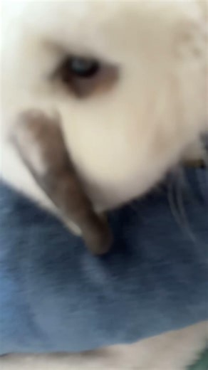 I haven’t posted in a while so I posted him he got so much bigger!