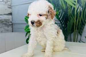 Brooke - Mini Goldendoodle Puppy E853E9