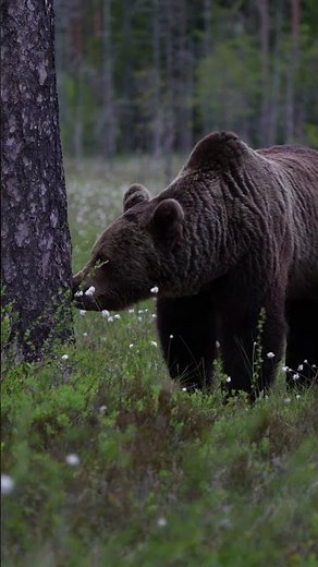Bear Hibernation Is Actually Insane 😳🐻