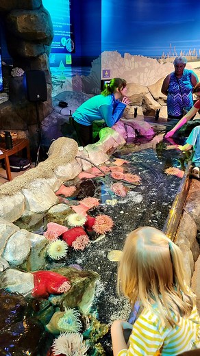 Travel the OCEAN in your backyard at @sealife_michigan 🐠 The aquarium will leave your littles in awe as they spot over 250 species including sharks, rays, seahorses and more in 12 interactive exhibits! 🦈 Michigan’s only underwater tunnel ⭐️ Touch a real sea star in the touch pool 🐢 Meet rescued sea turtles 🐟 Take a guided behind-the-scenes tour 🐙 Catch one of the educational talks about these amazing creatures Click the link in our bio for a 20% off discount on admission to @sealife_michiga