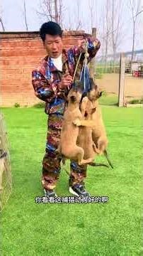 How can a naughty puppy choose a dog trainer? Horse Dog Police Dog Brotherhood Kennel