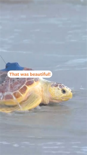 7.7K reactions · 548 shares | Another successful conservation story. We were honored to be present for the release of Sid, the loggerhead sea turtle! Peter joined the Florida Aquarium on this special day, the culmination of years of rehabilitation, research and care from local biologists. | Mutual of Omaha's Wild Kingdom | Facebook