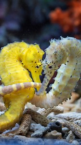 Lessons in love from the ocean. 🌊💙The seahorse courtship ritual has earned this little fish a reputation as one of the most romantic underwater creatures. Two would-be lovers greet in a nose-to-nose embrace and twist their tails together before they perform a delicate dance by swinging and encircling each other for hours. Thanks so much @photographerspheet for the #biodiversitymonth suggestion. | Great Barrier Reef Foundation