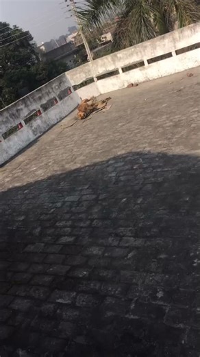 Lagoo aa nu#pitbull #🤣🤣🤣 #karan_benipal23 #karanaujila #benipal @manjullll @jaskiratmaan @satvir_benipal_ @avtardhimanpb23