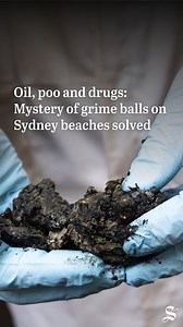 It’s the mystery that gripped Sydney for weeks – and now science has solved it, even if the answer is unpleasant. Read more at the link in bio. Report: Caitlin Fitzsimmons Photo: @rhett.wyman | The Sydney Morning Herald