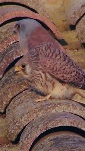 Lesser Kestrel Calling #shorts