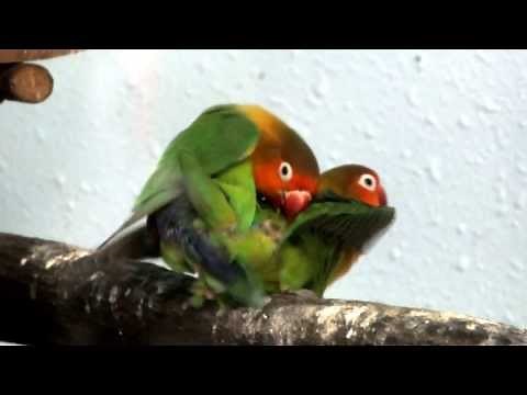 Mating. Fischer's Lovebird.ルリゴシボタンインコの交尾。